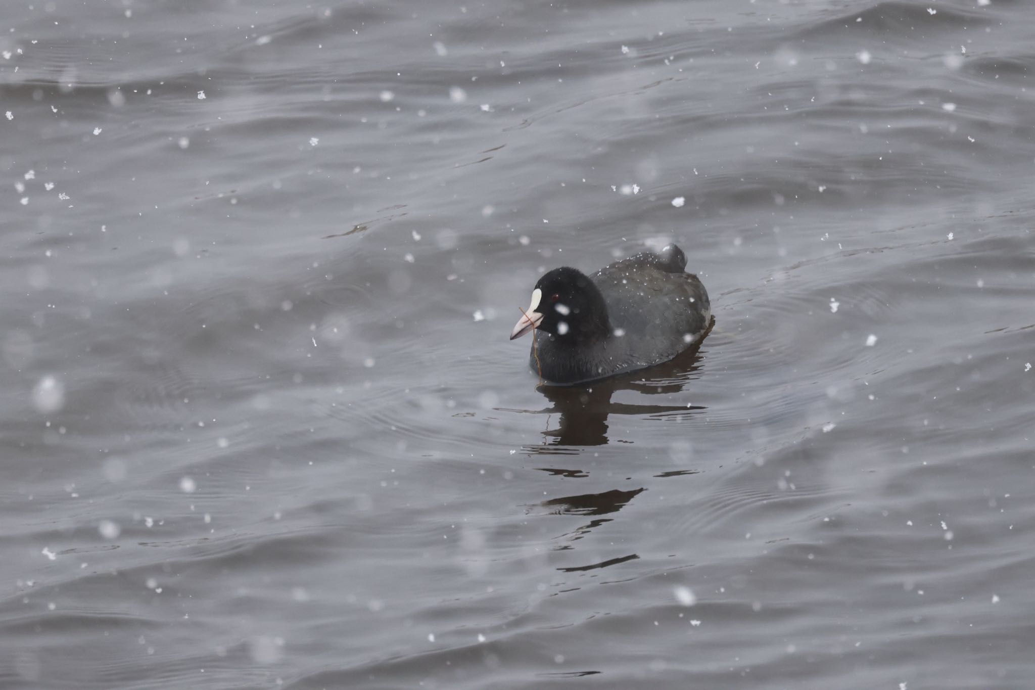 Photo of Eurasian Coot at 札幌モエレ沼公園 by will 73