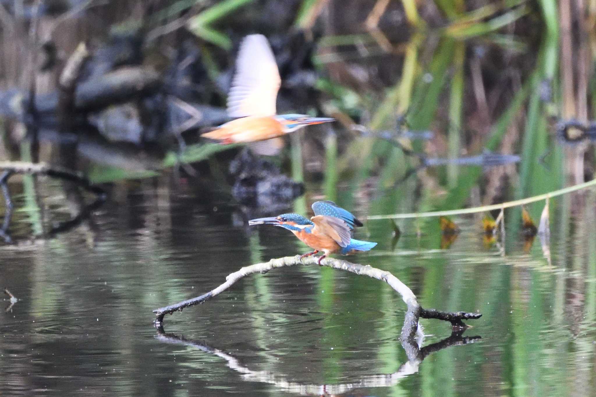 井頭公園 カワセミの写真 by すずめのお宿