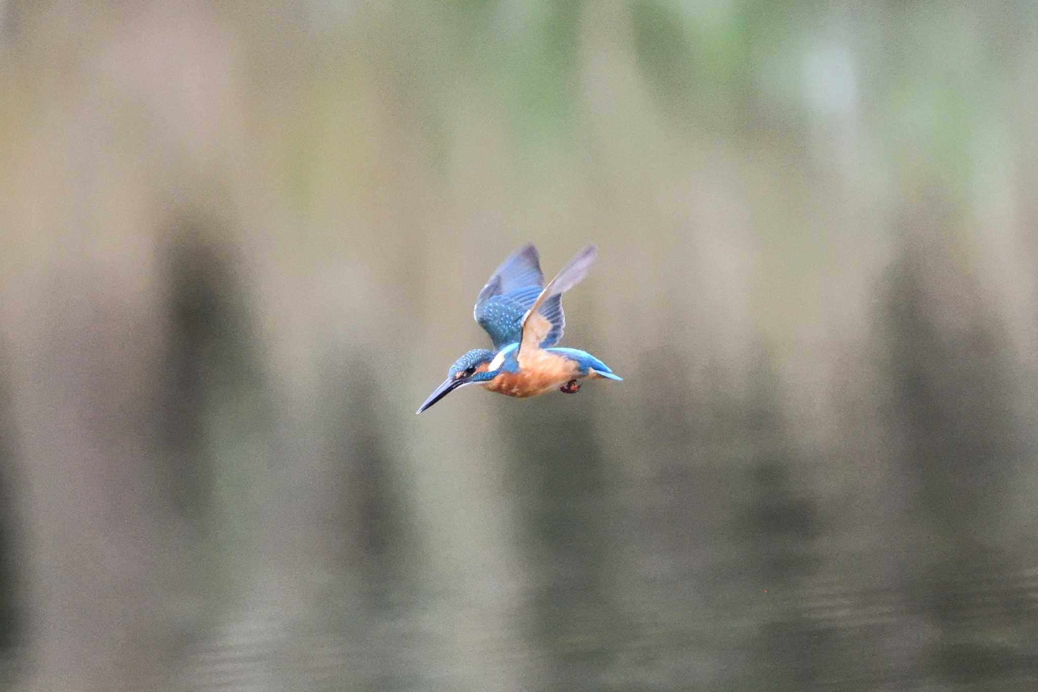 井頭公園 カワセミの写真 by すずめのお宿