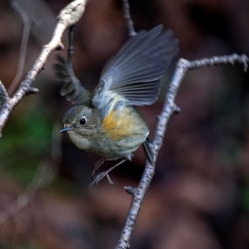 Red-flanked Bluetail 岐阜公園 Sat, 1/24/2015