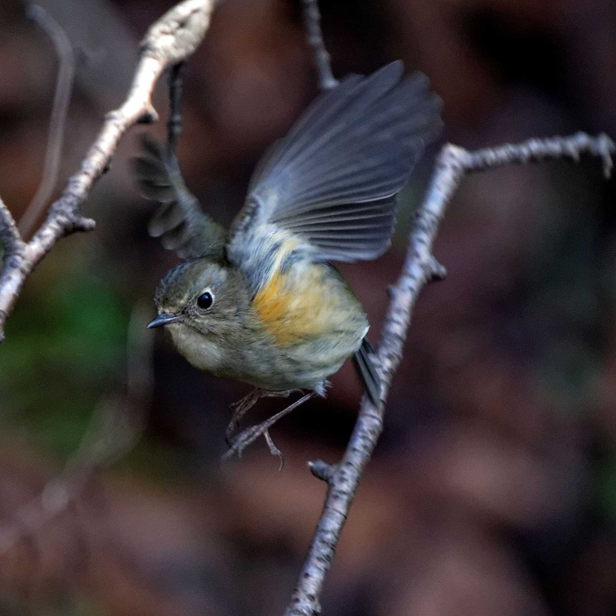 Red-flanked Bluetail