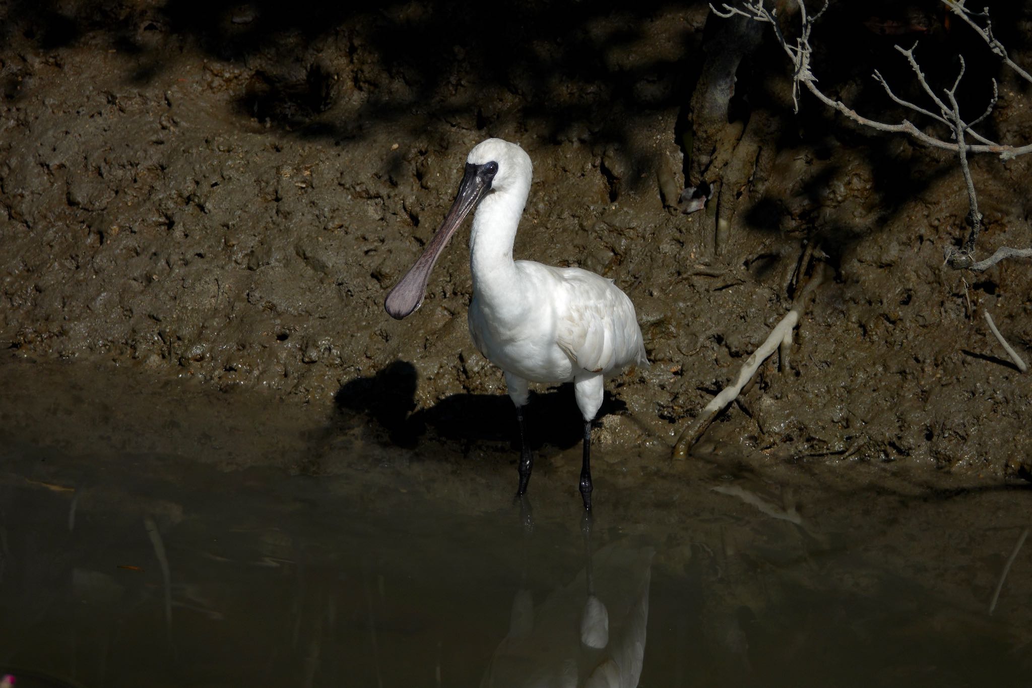 Black-faced Spoonbill