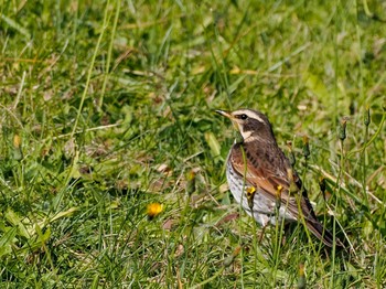 2023年11月11日(土) 五天山公園(札幌市西区)の野鳥観察記録