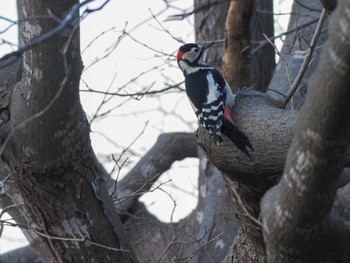 2023年11月11日(土) 福井緑地(札幌市西区)の野鳥観察記録