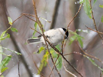 2023年11月11日(土) 盤渓川(盤渓2号橋〜盤沢砂防ダム付近)の野鳥観察記録