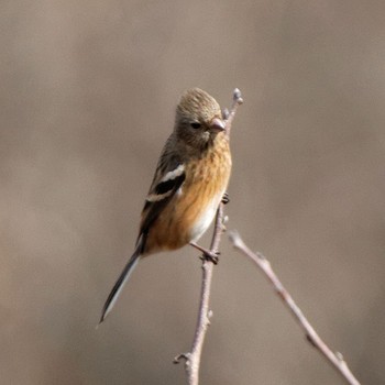 2015年1月25日(日) 伊自良川の野鳥観察記録