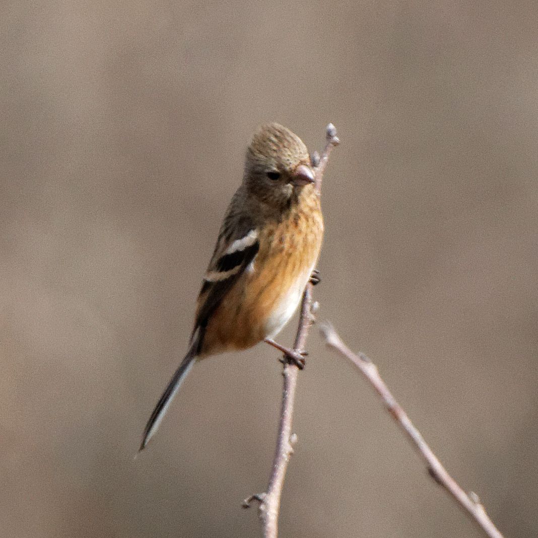 Photo of Siberian Long-tailed Rosefinch at 伊自良川 by herald