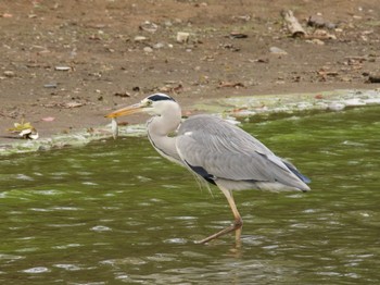 2023年11月11日(土) 砂沼の野鳥観察記録