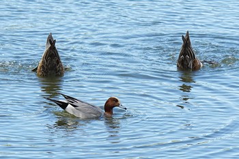 Sat, 11/11/2023 Birding report at 竹村新池公園(豊田市)