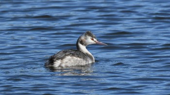 2023年11月11日(土) 小諸発電所第一調整池(杉の木貯水池)の野鳥観察記録