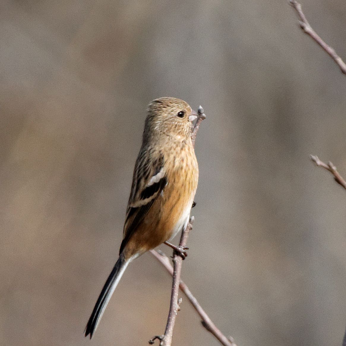 Photo of Siberian Long-tailed Rosefinch at 伊自良川 by herald