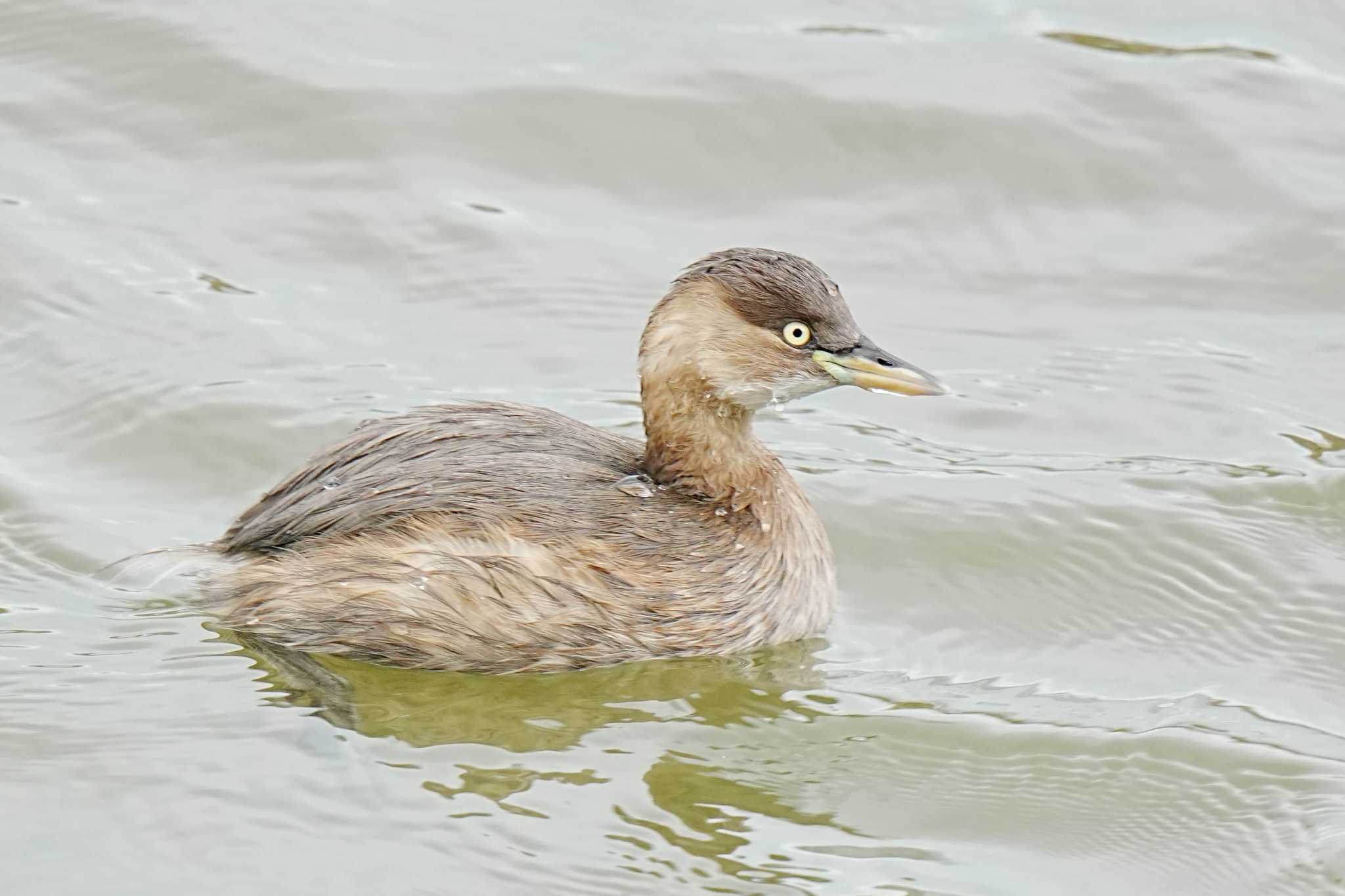 Little Grebe