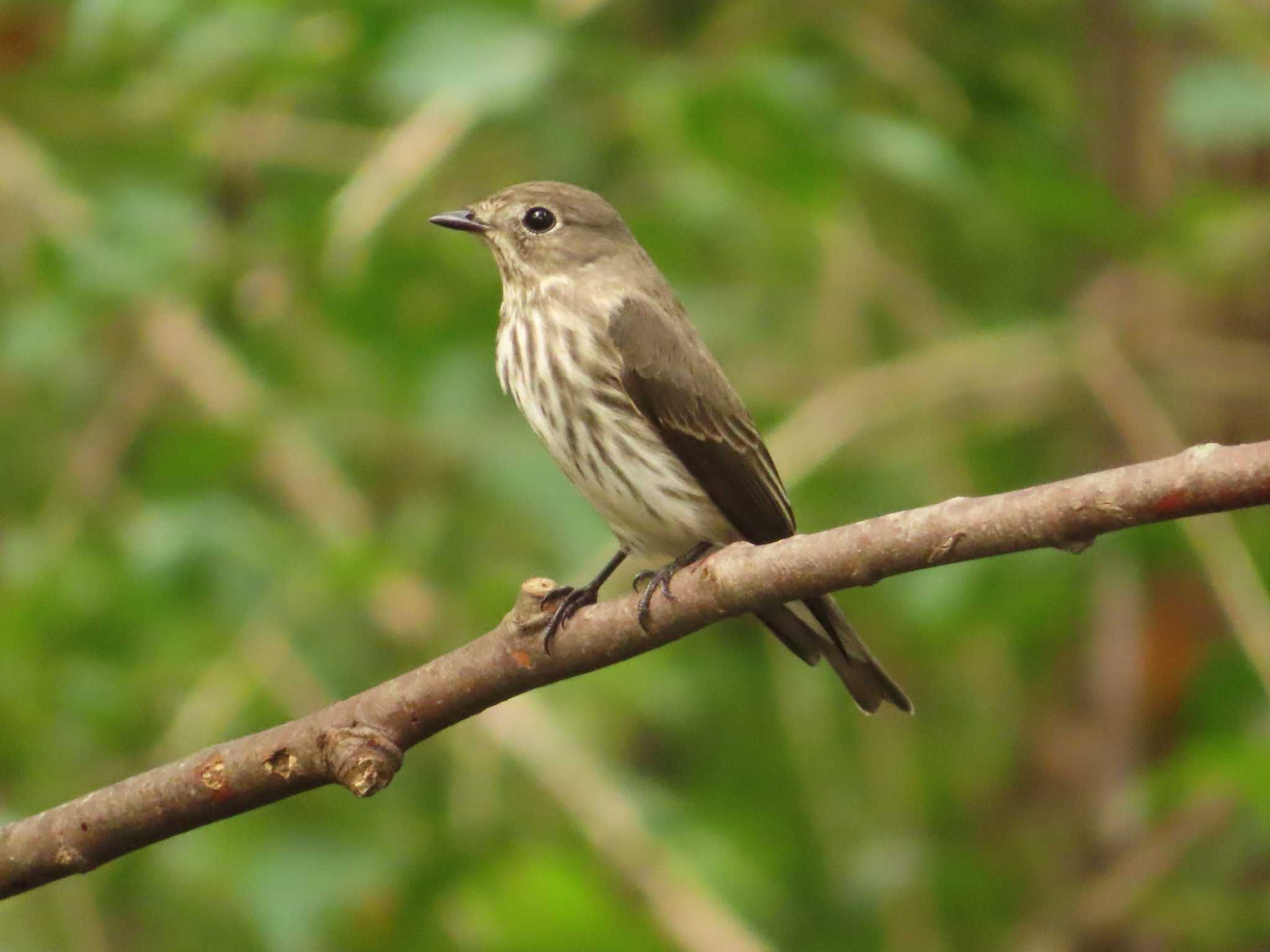 Grey-streaked Flycatcher