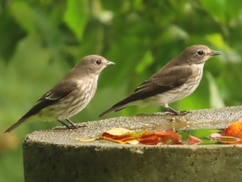 Grey-streaked Flycatcher 権現山(弘法山公園) Sun, 10/1/2023