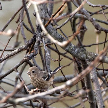 Siberian Long-tailed Rosefinch 伊自良川 Sun, 1/25/2015