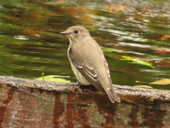 Grey-streaked Flycatcher 権現山(弘法山公園) Sun, 10/1/2023