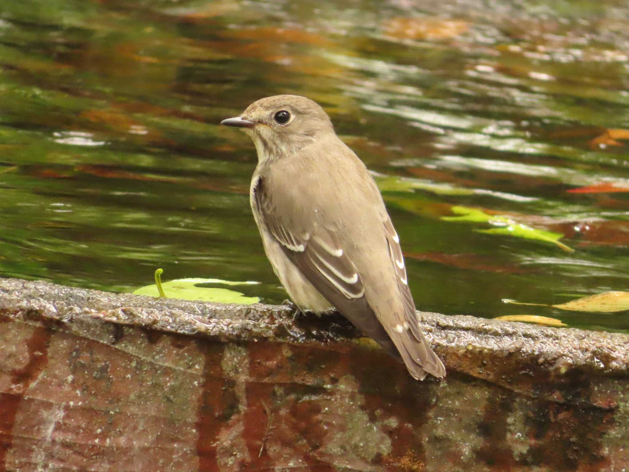 Grey-streaked Flycatcher