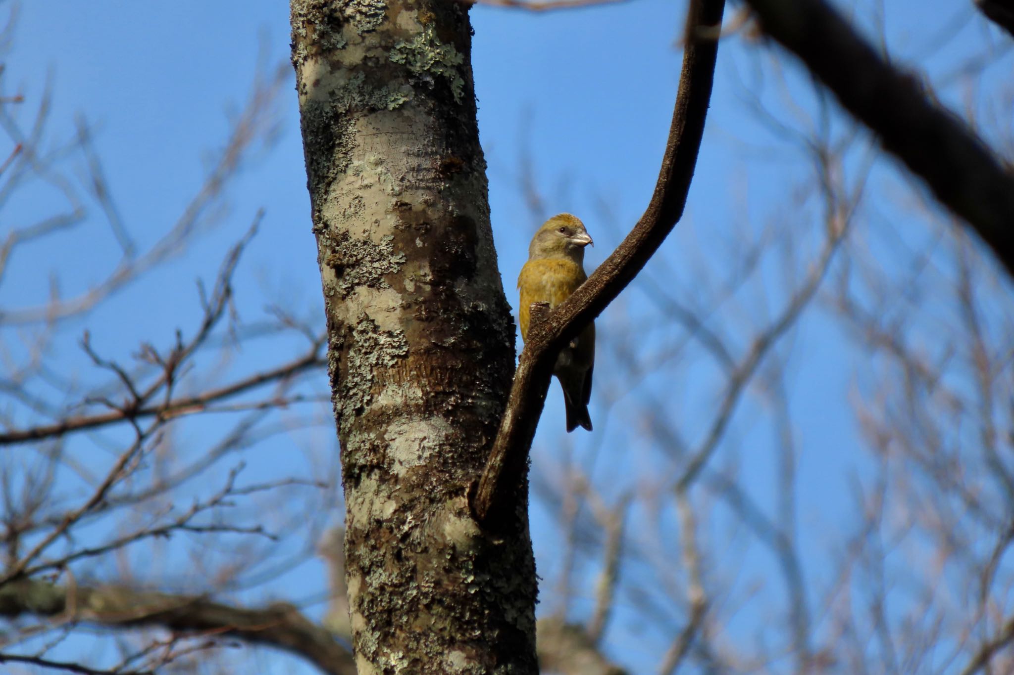 Red Crossbill