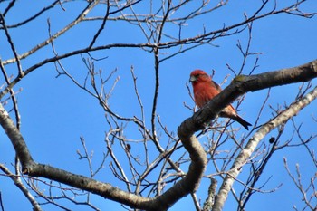 2023年11月5日(日) 戸隠森林植物園(戸隠森林公園)の野鳥観察記録