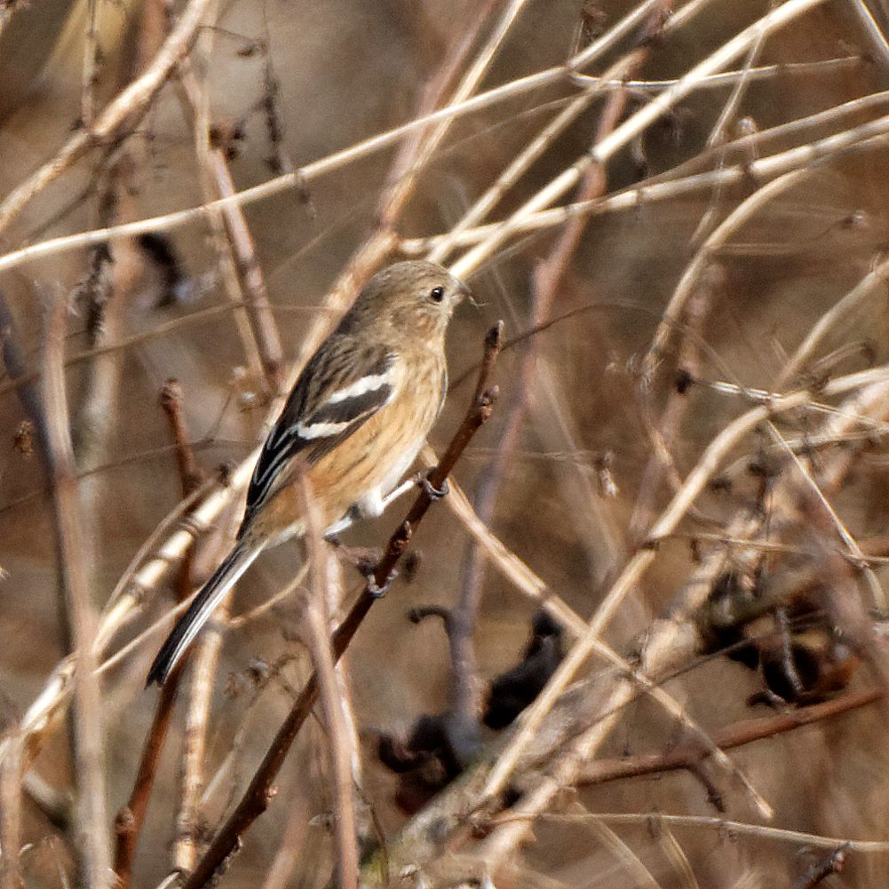 Photo of Siberian Long-tailed Rosefinch at 伊自良川 by herald