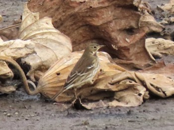 2023年11月11日(土) 伊豆沼の野鳥観察記録