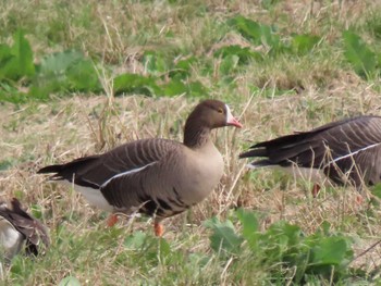 Sat, 11/11/2023 Birding report at 宮城県登米市