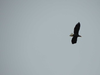 Steller's Sea Eagle 浦幌森林公園(浦幌町) Fri, 11/10/2023