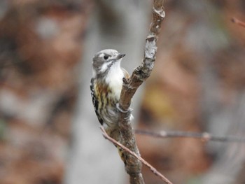Japanese Pygmy Woodpecker 浦幌森林公園(浦幌町) Fri, 11/10/2023