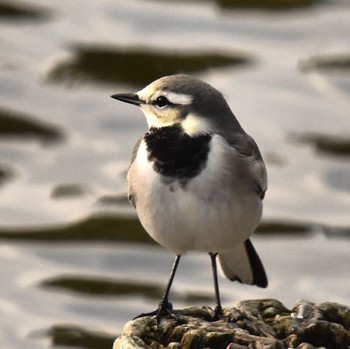 White Wagtail 都内市街地　河原 Sat, 11/11/2023