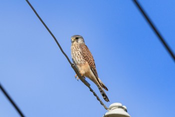 Common Kestrel 近所の畑 Sat, 11/11/2023