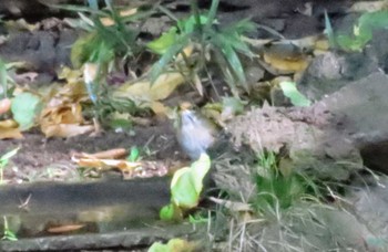 2023年11月9日(木) 多磨霊園の野鳥観察記録