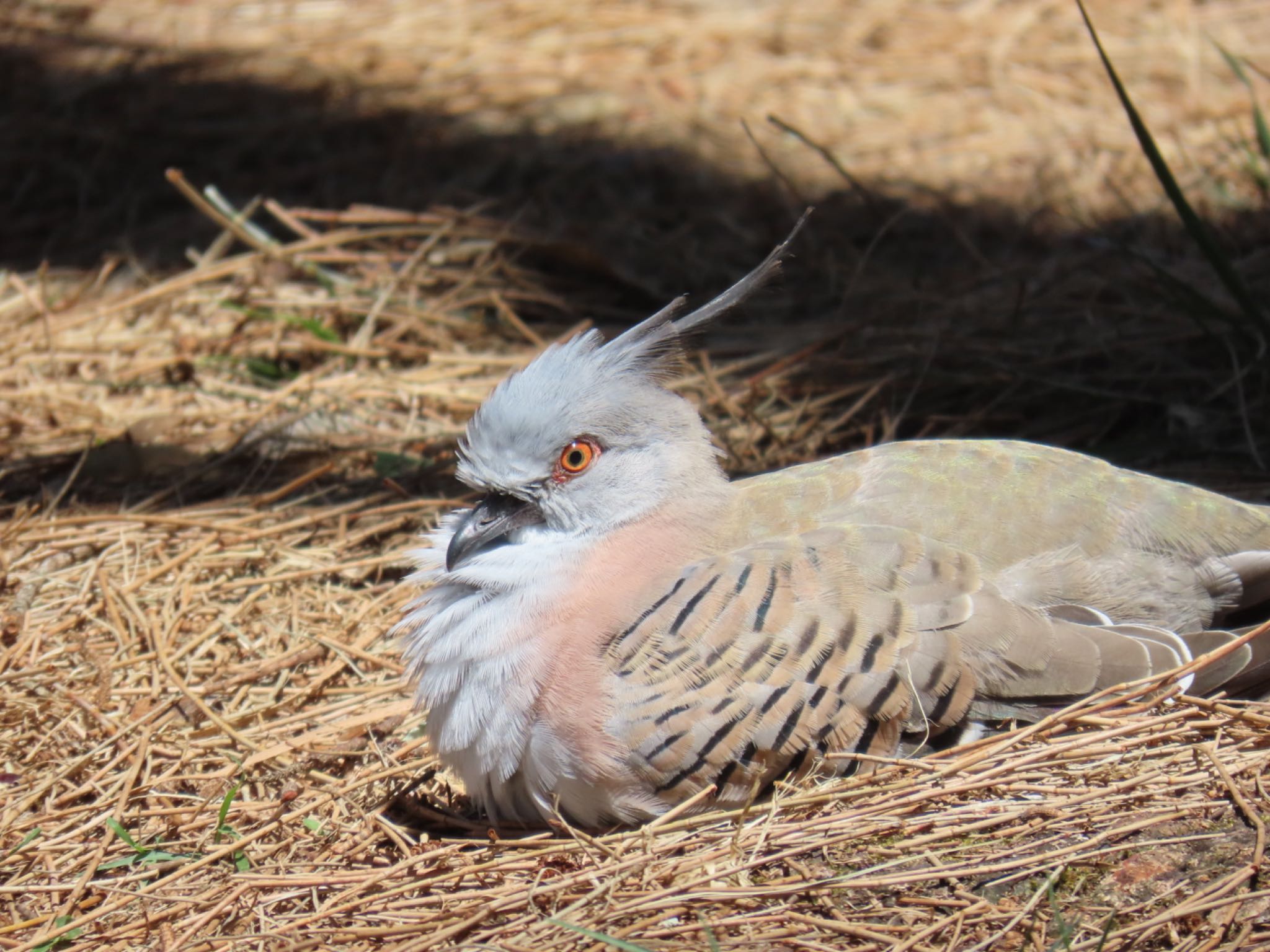 Photo of Crested Pigeon at Narrabeen, NSW, Australia by Maki