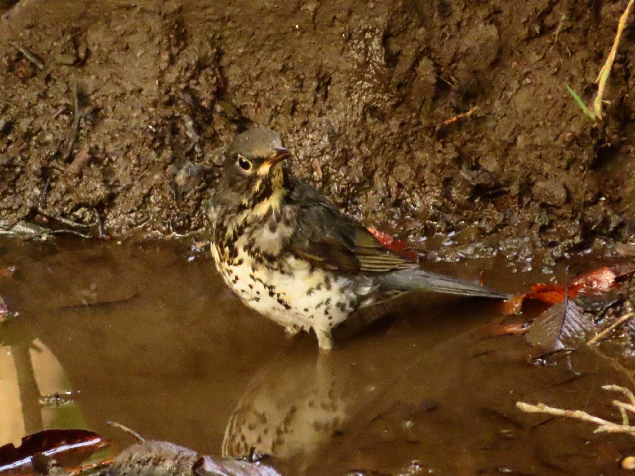 クロツグミ