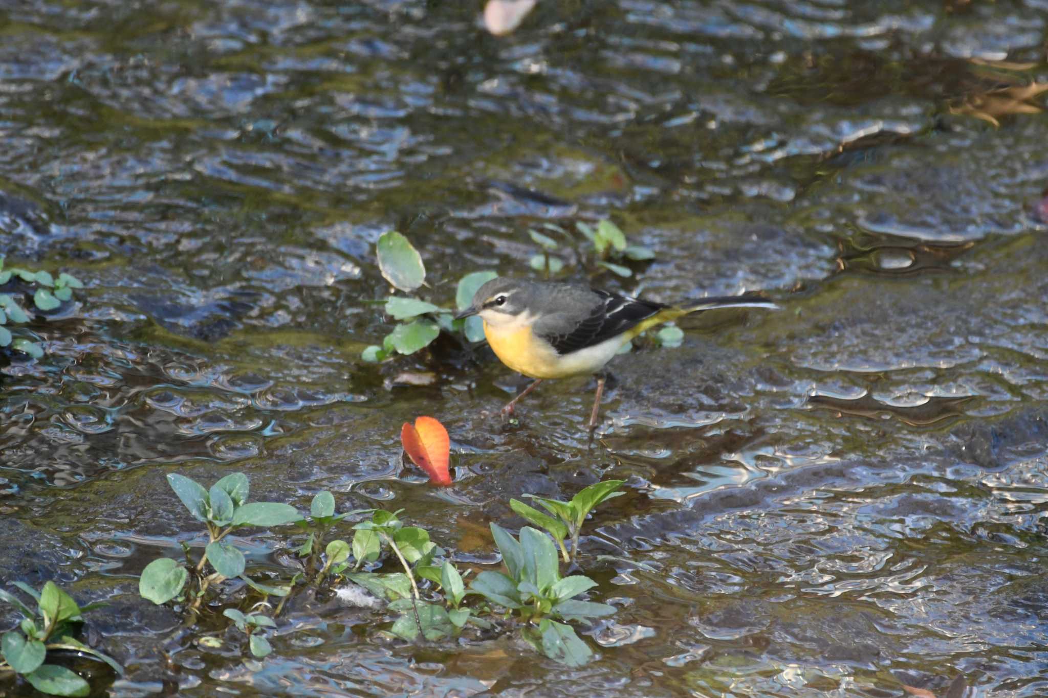 Photo of Grey Wagtail at 恩田川 by seigo0814