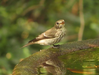 Grey-streaked Flycatcher 権現山(弘法山公園) Sun, 10/1/2023