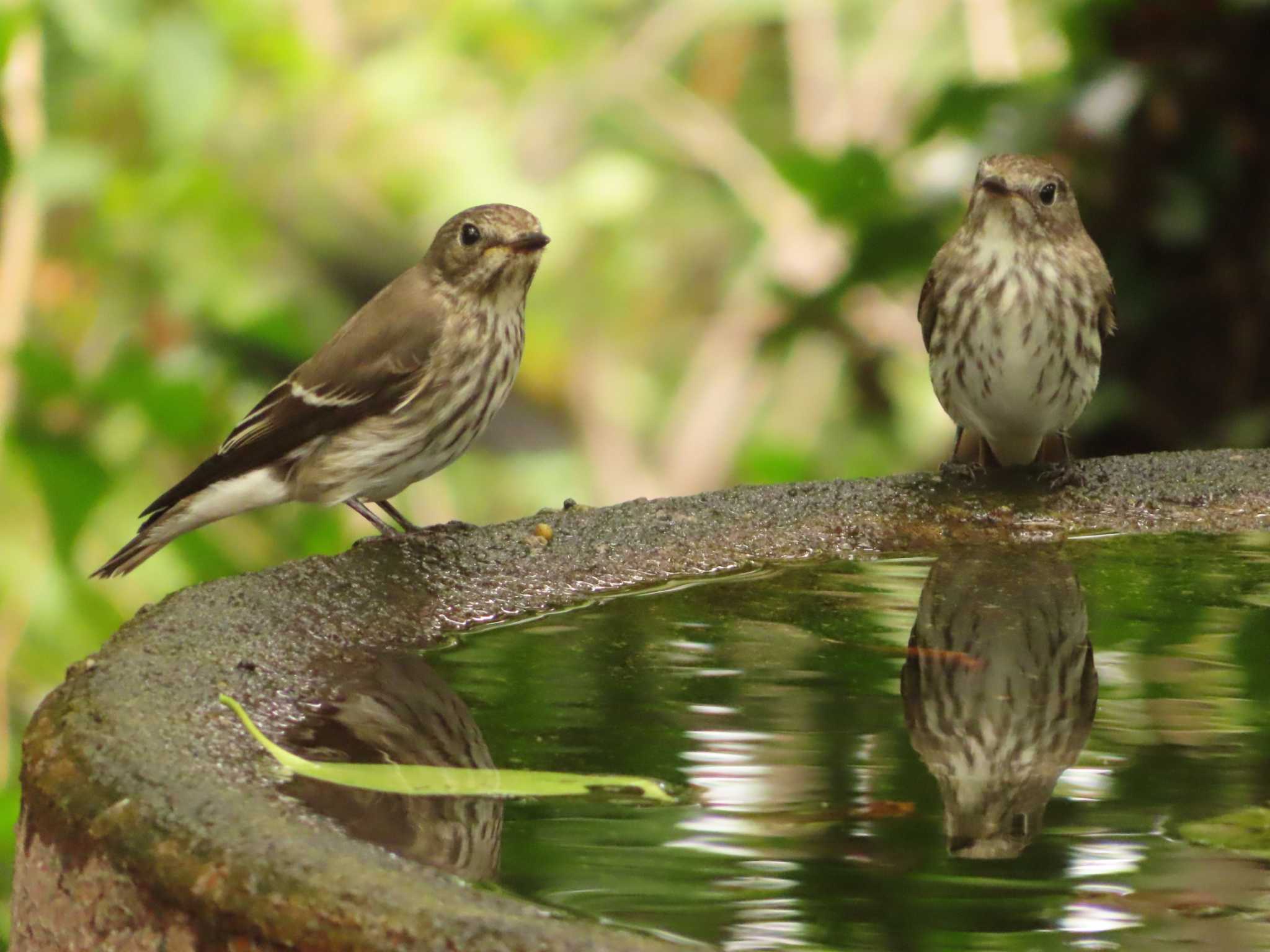 Grey-streaked Flycatcher