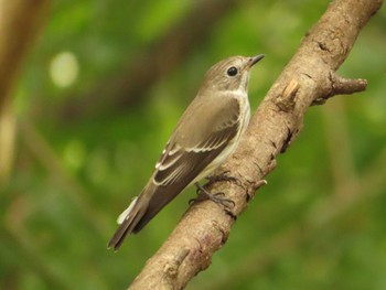 Grey-streaked Flycatcher 権現山(弘法山公園) Sun, 10/1/2023