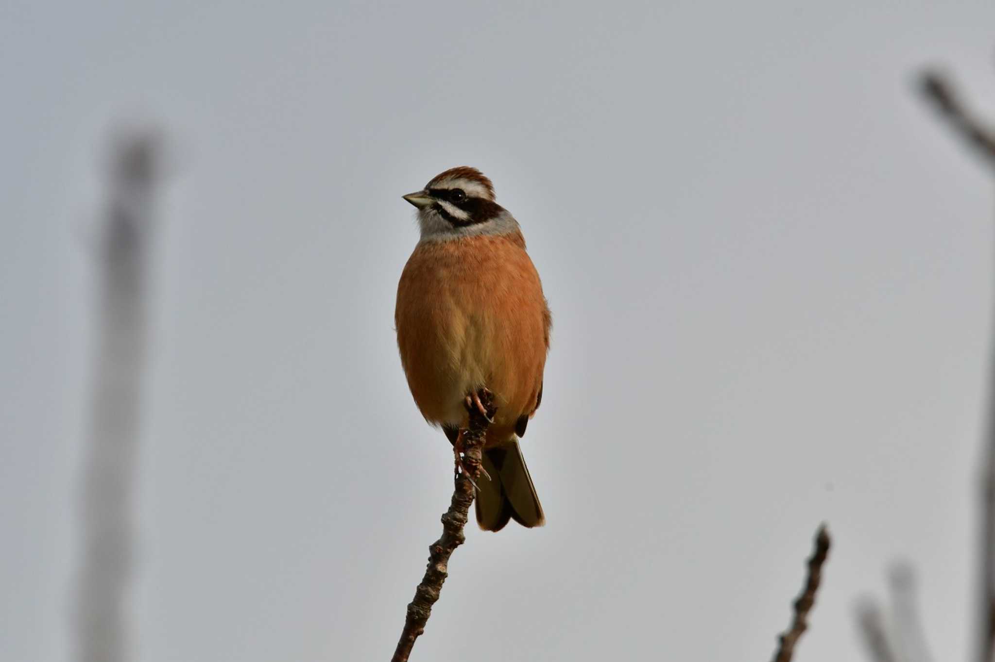 Photo of Meadow Bunting at 東三河ふるさと公園 by みそ＠VM4A