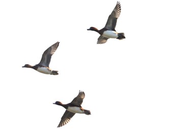 2023年11月11日(土) 美濃川河口(知多市)の野鳥観察記録
