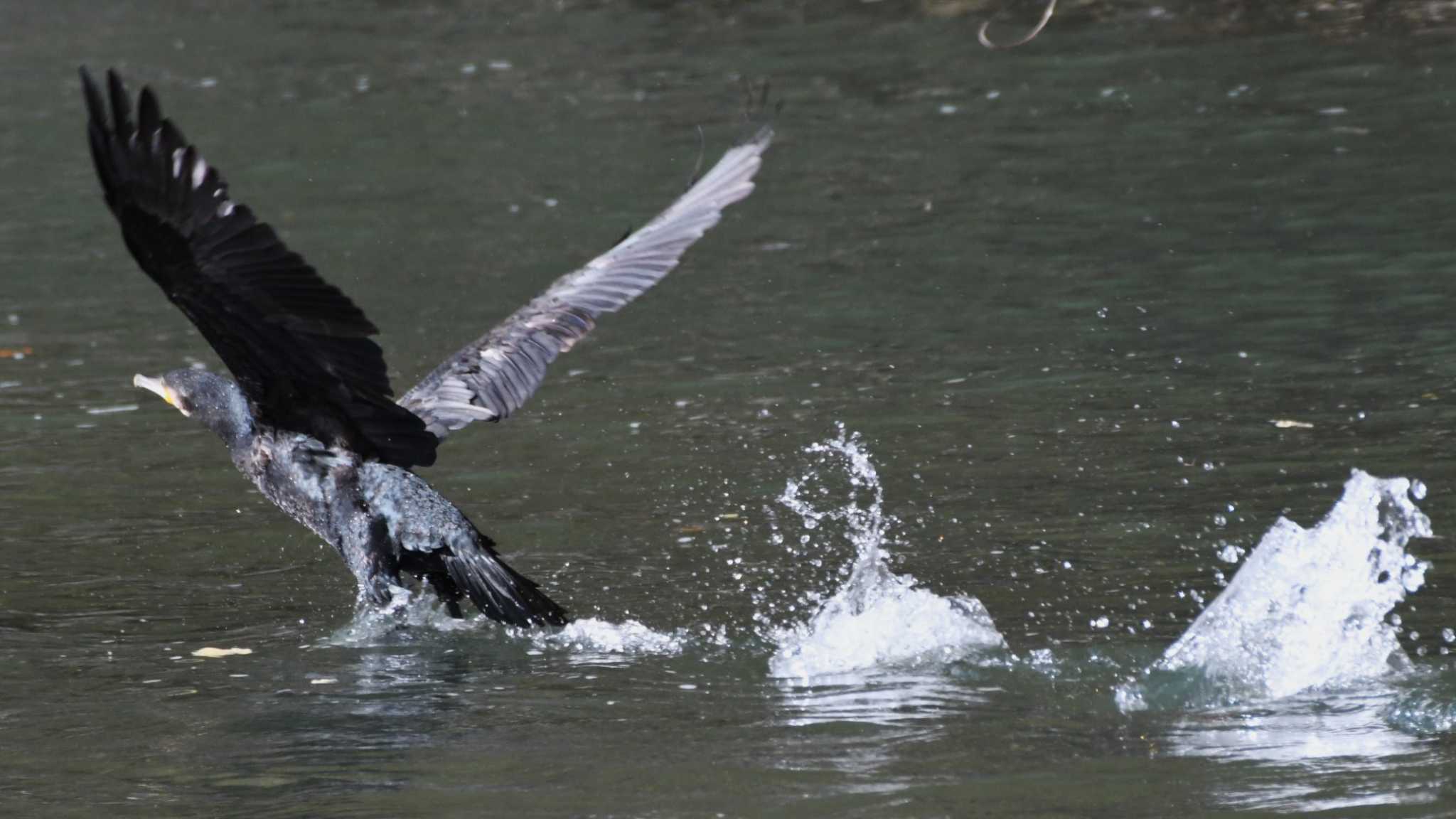 小諸発電所第一調整池(杉の木貯水池) カワウの写真 by ao1000