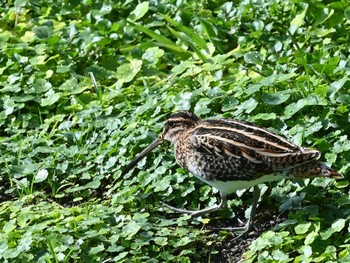 Fri, 11/10/2023 Birding report at 江津湖