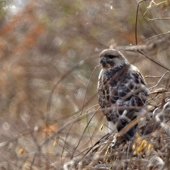 Sun, 2/1/2015 Birding report at 大垣市墨俣町