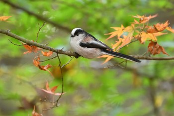 Long-tailed Tit 仙台市 太白山自然観察の森 Sat, 11/11/2023