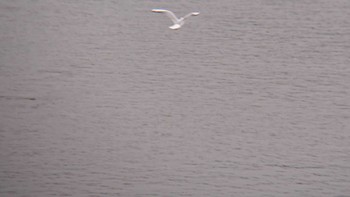 Black-headed Gull 多摩川二ヶ領宿河原堰 Sun, 11/12/2023