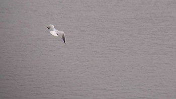 Black-headed Gull 多摩川二ヶ領宿河原堰 Sun, 11/12/2023