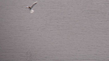 Black-headed Gull 多摩川二ヶ領宿河原堰 Sun, 11/12/2023