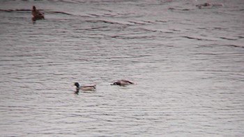 Mallard 多摩川二ヶ領宿河原堰 Sun, 11/12/2023