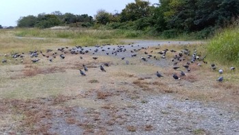 カワラバト 多摩川二ヶ領宿河原堰 2023年11月12日(日)