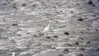 Great Egret 多摩川二ヶ領宿河原堰 Sun, 11/12/2023