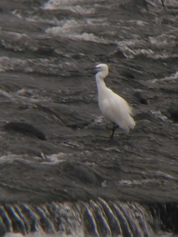 Little Egret 多摩川二ヶ領宿河原堰 Sun, 11/12/2023